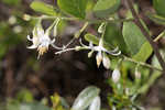 American snowbell